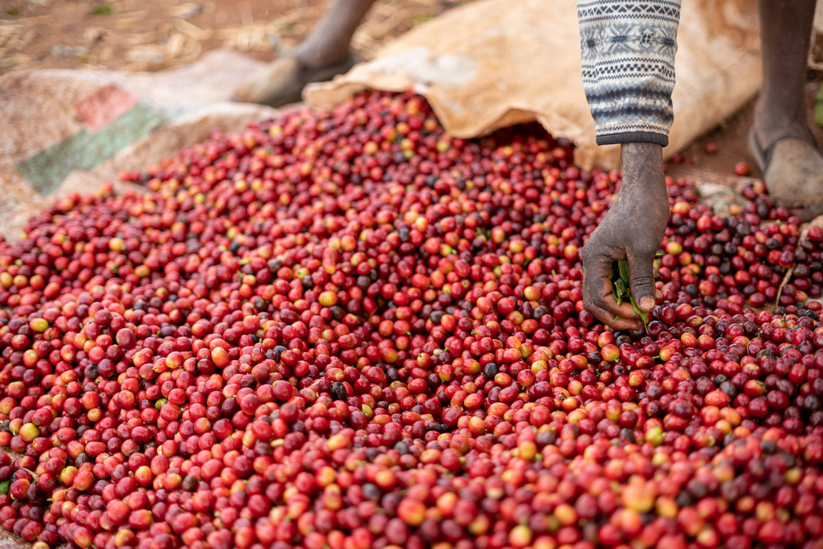 Kenya: Muinami Estate