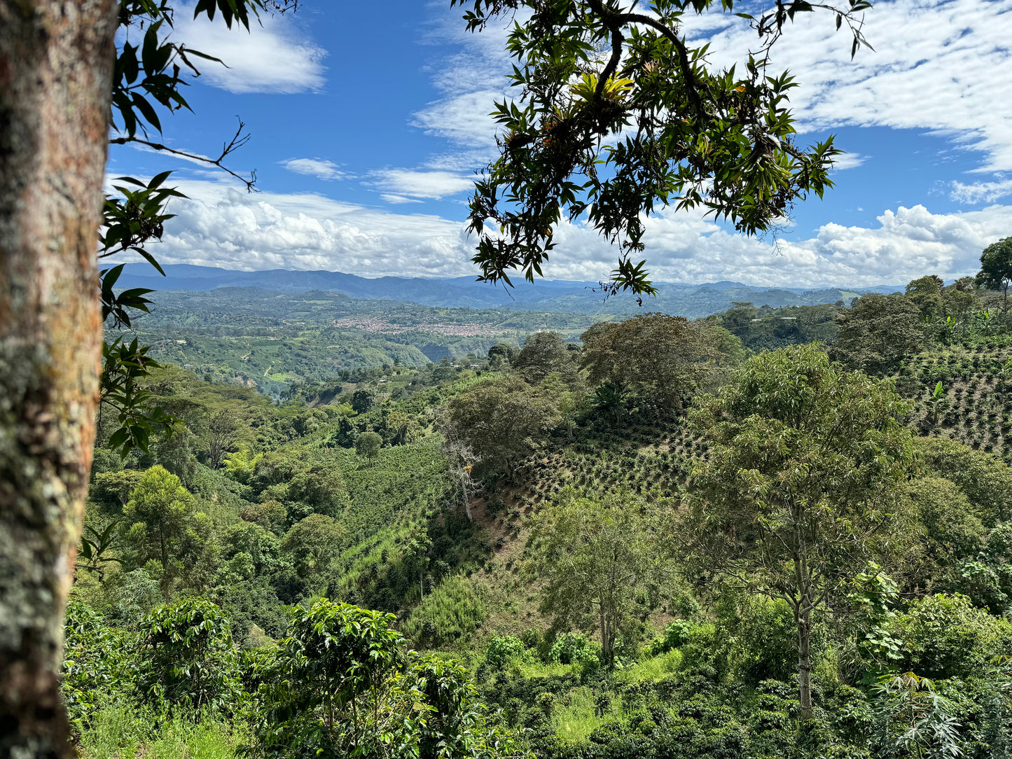 Colombia: El Rancho Pink Bourbon
