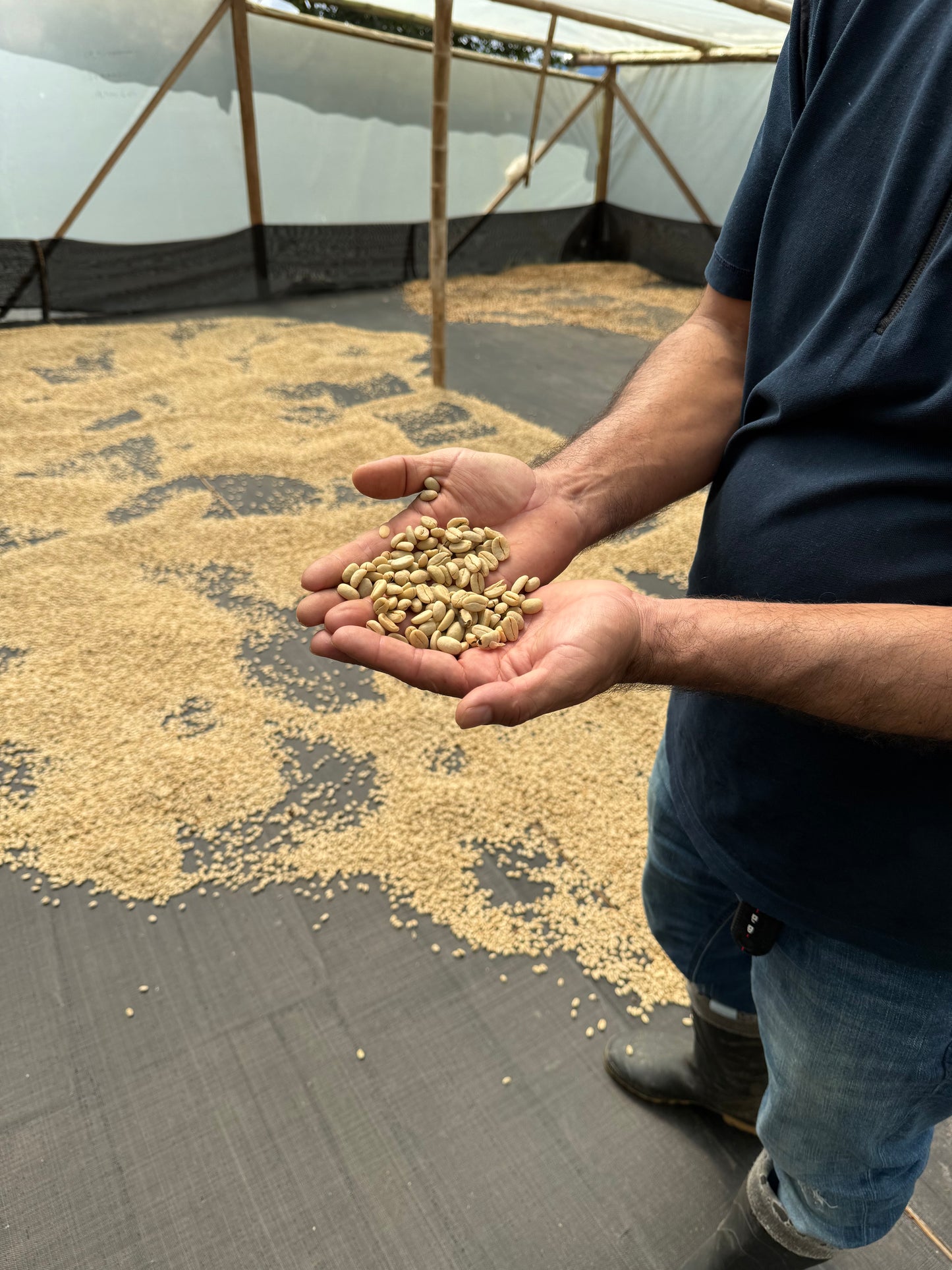 Colombia: El Rancho Pink Bourbon