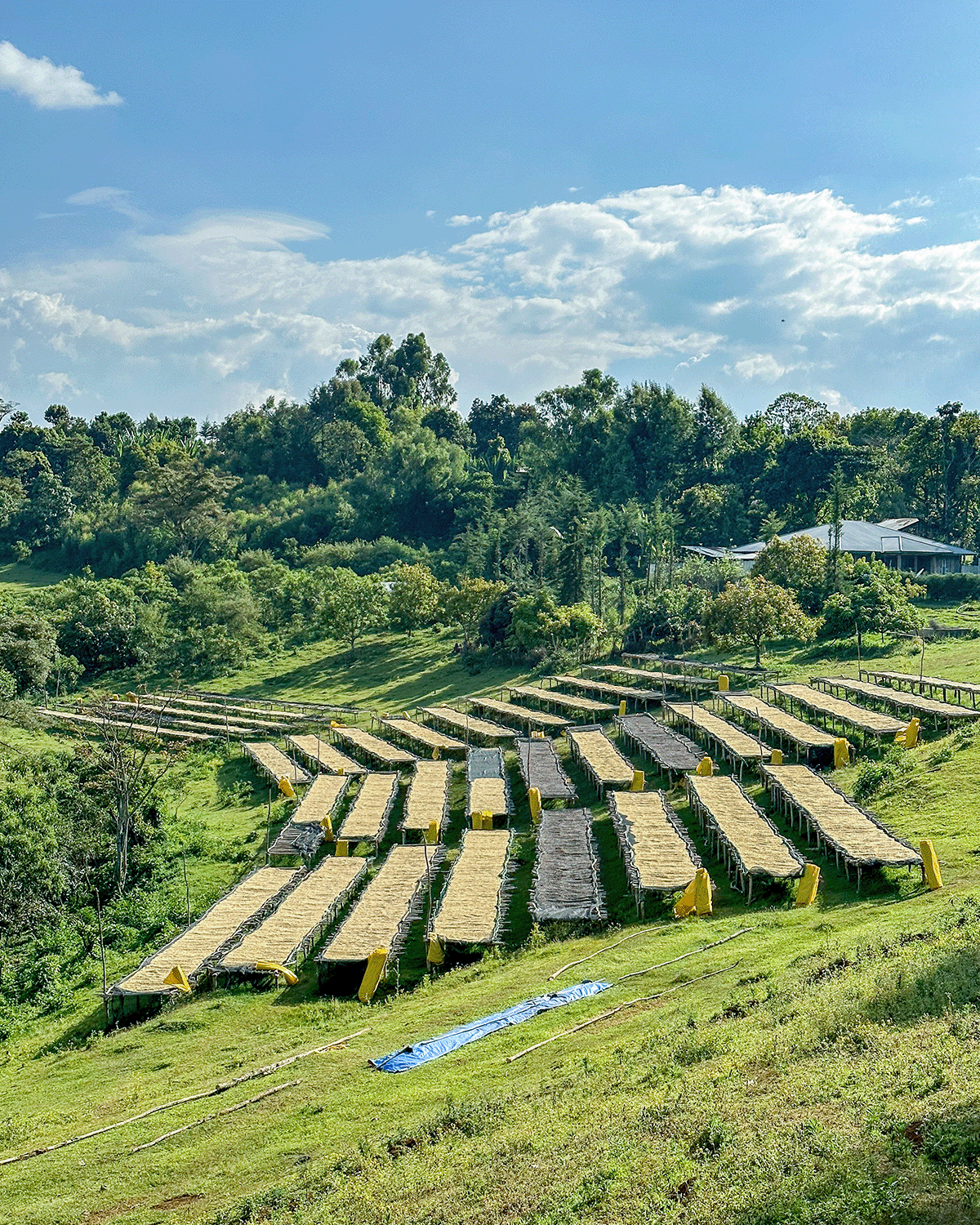 A photo of the farm where these coffee beans were grown, showing drying beds for the coffee.