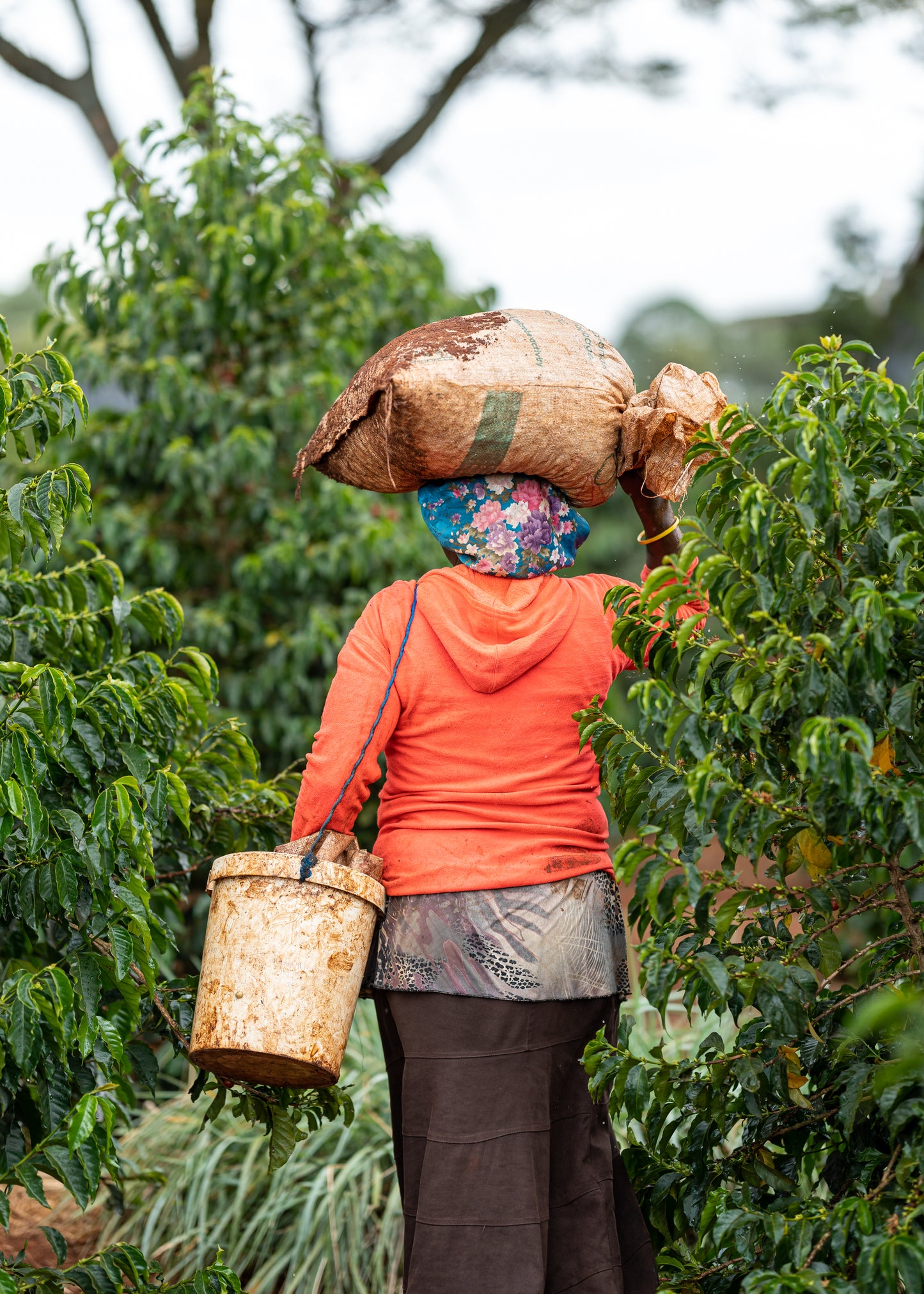 Kenya: Muinami Estate
