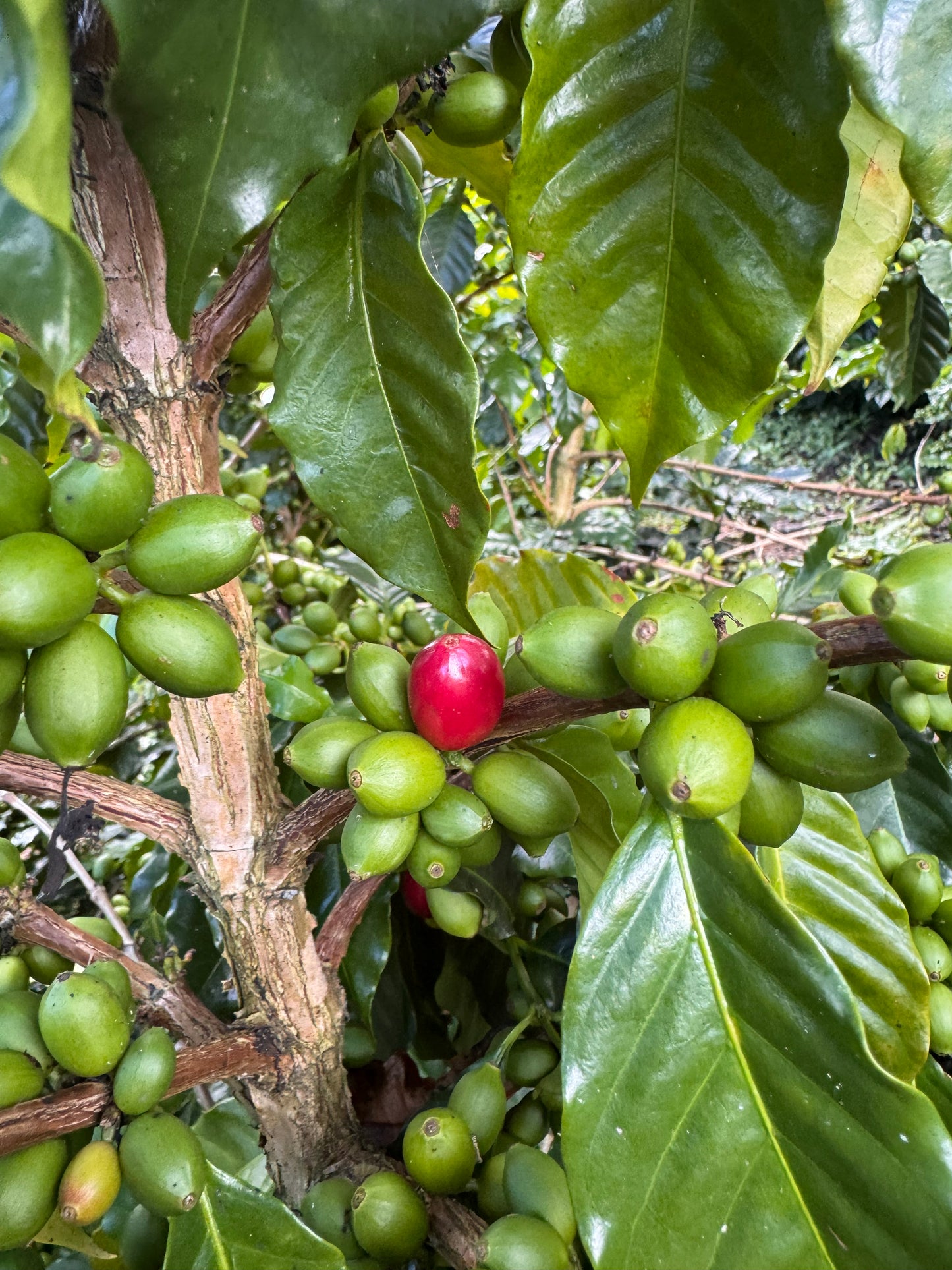 Colombia: El Rancho Pink Bourbon
