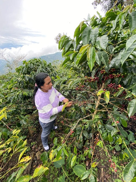 Peru: Maria Nieves - GESHA