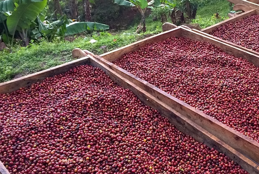 Nicaragua: Ambrosial