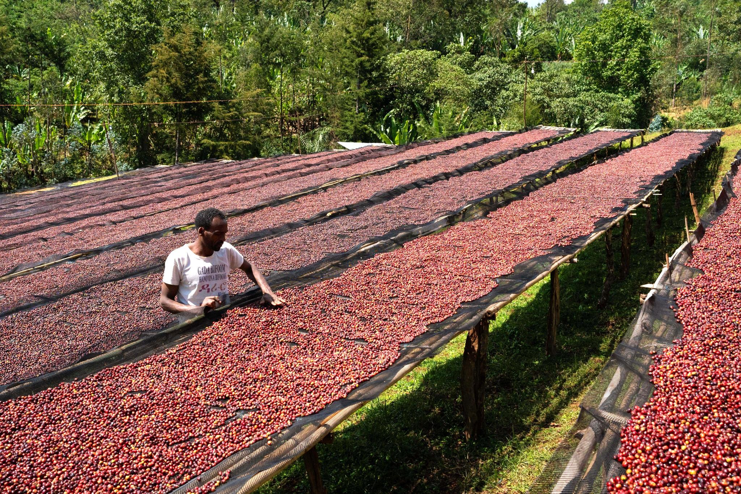 Ethiopia: Dimtu Wate