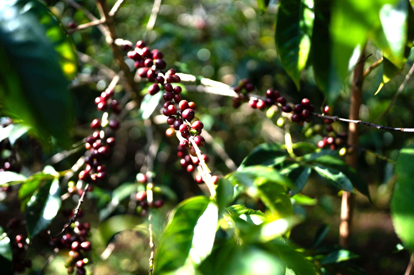 Ethiopia: Dimtu Wate