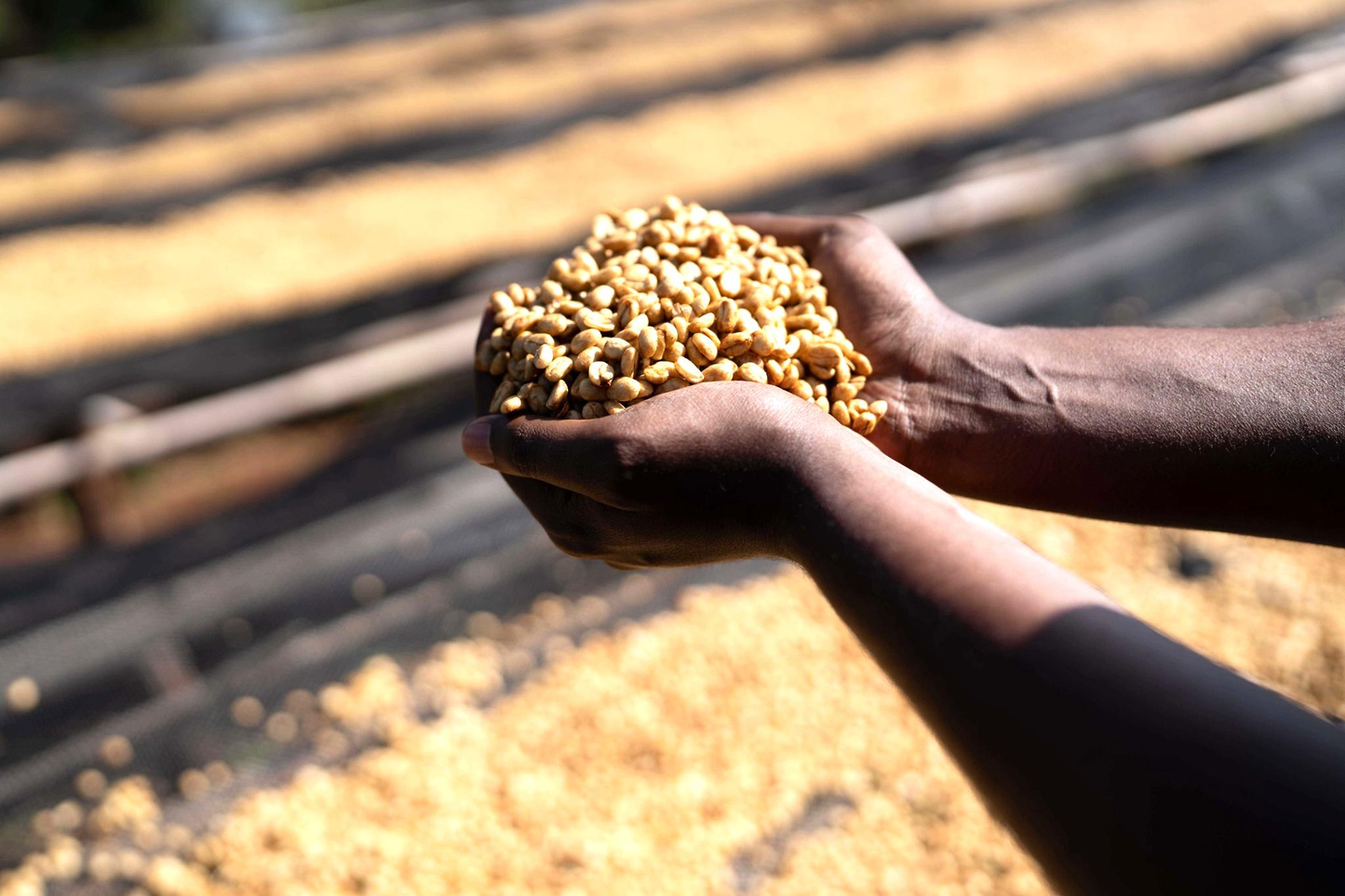 Ethiopia: Dimtu Wate